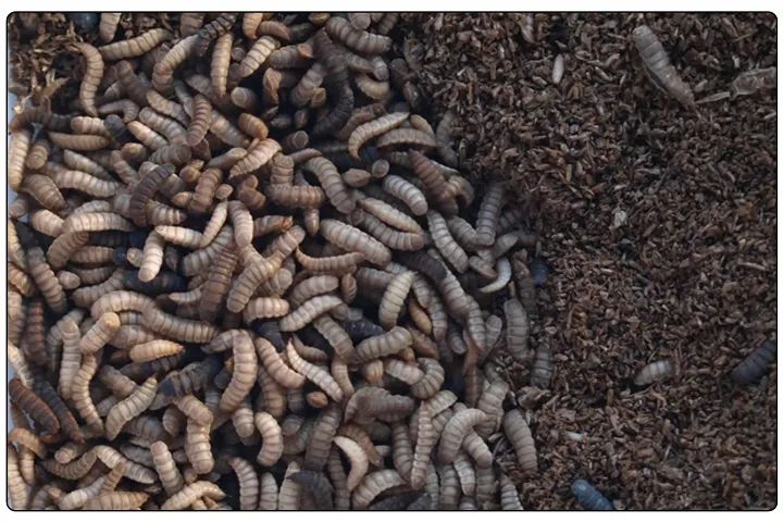 潔匠凈化·的凈工業(yè)除臭劑_黑水虻養(yǎng)殖實地設(shè)計除臭方案，工業(yè)除臭劑解決惡臭難題！