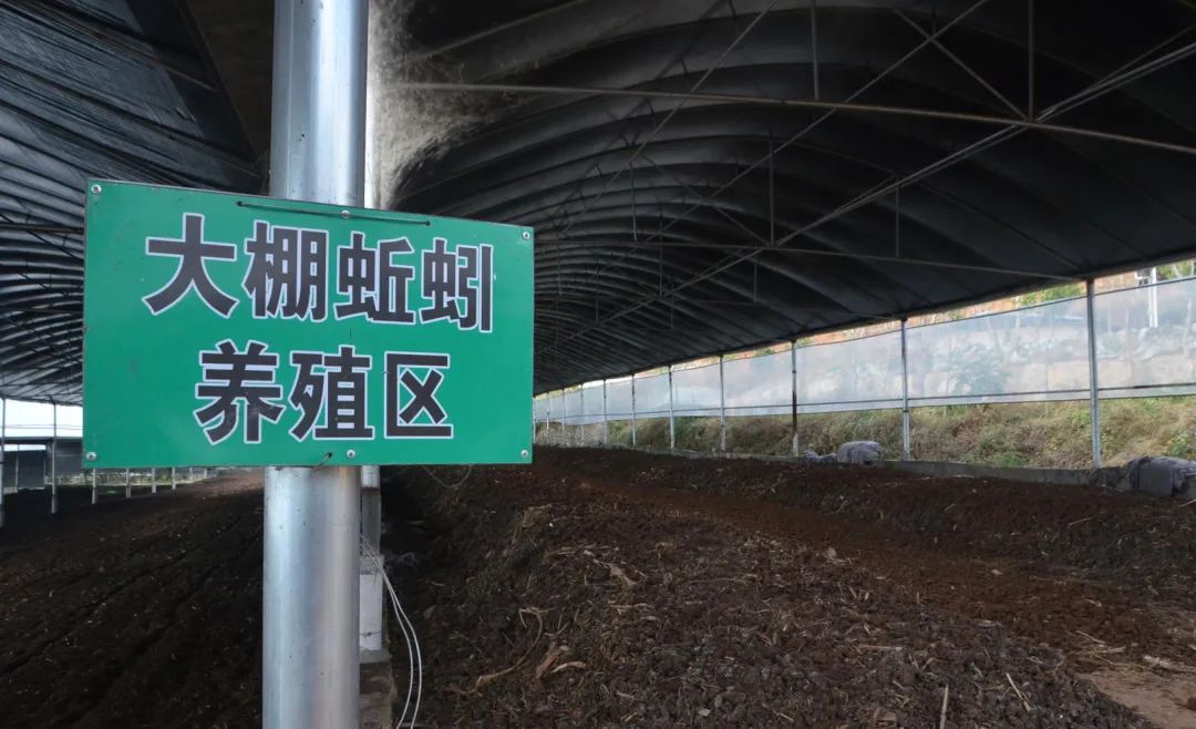 的凈工業(yè)除臭劑高效治理蚯蚓養(yǎng)殖惡臭異味大、牛糞味濃 .jpg