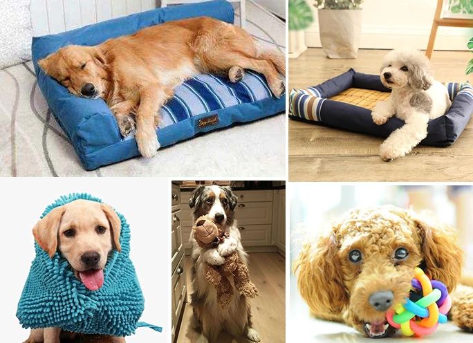 寵物氣味彌漫整個(gè)屋子，潔匠凈化教您如何除味